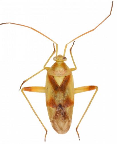 Lygocoris pernicoides